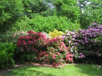 Rhododendronpark m Bl&uuml;te